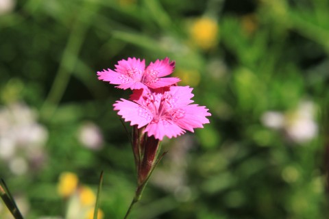 Dianthus-Wildflowers_Carnation-Pink__IMG_3837-480x320